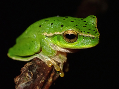 Ranoidea barringtonensis