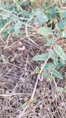 Boerhavia dominii