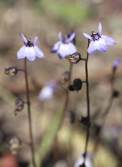 Lobelia feayana