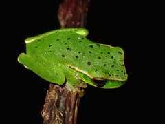 Ranoidea barringtonensis