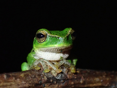 Ranoidea barringtonensis