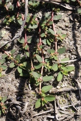 Euphorbia blodgettii