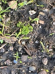 Sphaerocarpos texanus