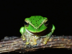 Ranoidea barringtonensis