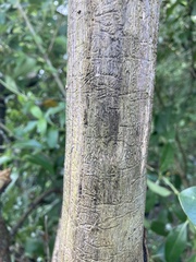 Chaetoptelius mundulus