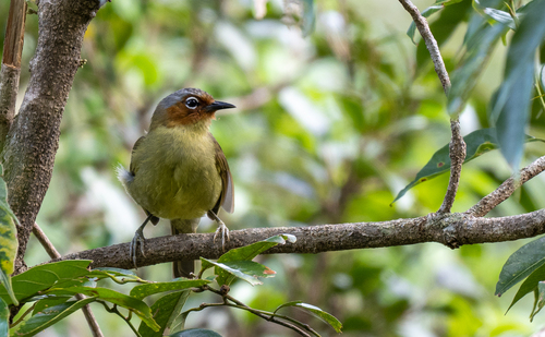 Chestnut-faced Babbler (Zosterornis whiteheadi), photo 4
