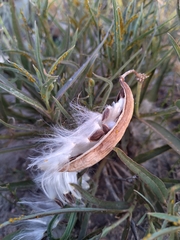Asclepias mellodora