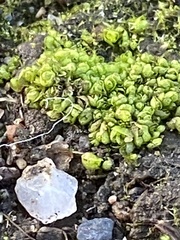 Sphaerocarpos texanus