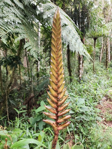 Vriesea bituminosa Wawra