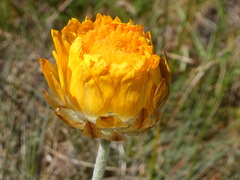 Leucochrysum albicans albicans