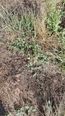 Boerhavia dominii