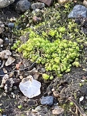 Sphaerocarpos texanus