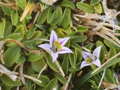 Lobelia oligophylla