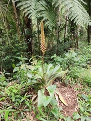 Vriesea bituminosa