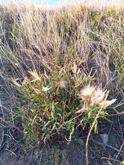 Asclepias mellodora