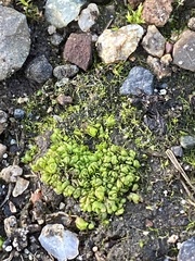 Sphaerocarpos texanus