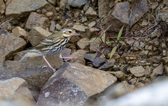 Anthus hodgsoni