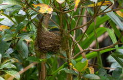 Phyllergates cucullatus