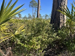 Vaccinium myrsinites