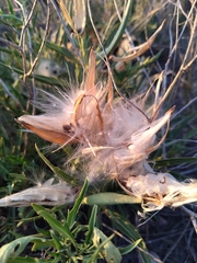 Asclepias mellodora