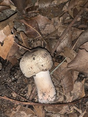 Chlorophyllum brunneum