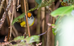 Phyllergates cucullatus