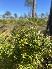 Vaccinium myrsinites