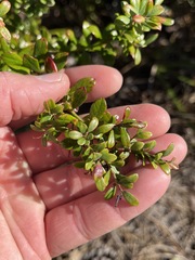 Vaccinium myrsinites