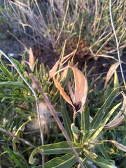 Asclepias mellodora