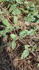 Boerhavia dominii