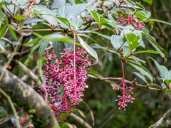 Medinilla pendula