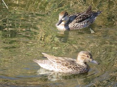 Anas crecca crecca