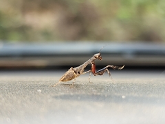 Bantiinae