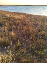 Asclepias mellodora