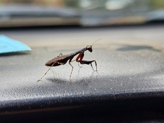 Bantiinae