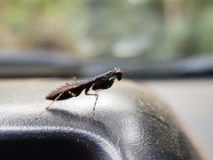 Bantiinae