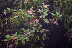 Vaccinium platyphyllum