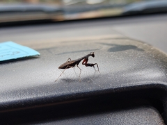 Bantiinae