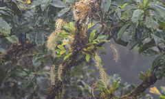Dendrochilum arachnites