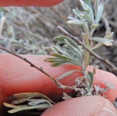Artemisia bigelovii