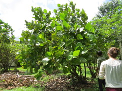 Dillenia suffruticosa