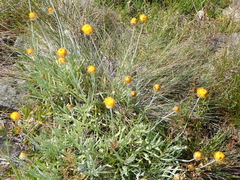 Leucochrysum albicans albicans