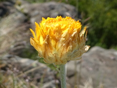 Leucochrysum albicans albicans