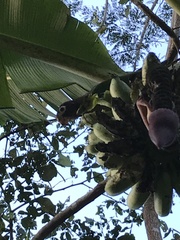 Pyrilia haematotis