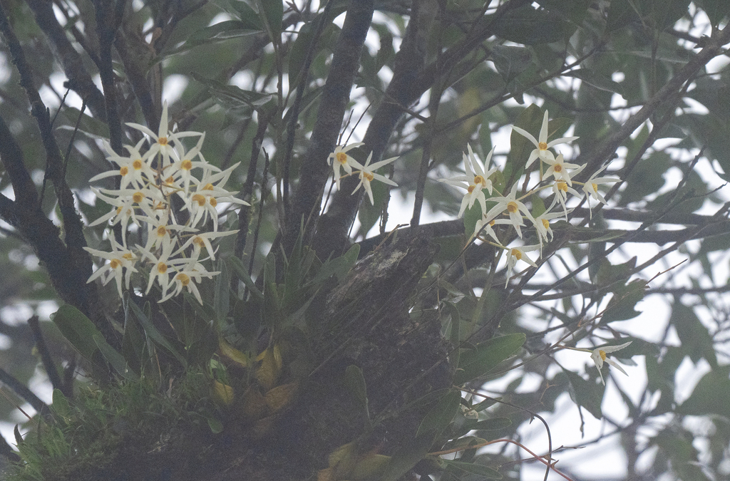 Dendrobium stella-silvae