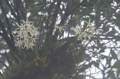 Dendrobium stella-silvae
