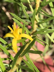 Persoonia juniperina