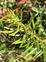 Persoonia juniperina
