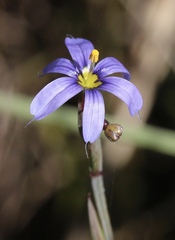 Sisyrinchium nashii