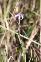 Sisyrinchium nashii